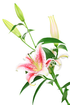 Fototapeta lilies