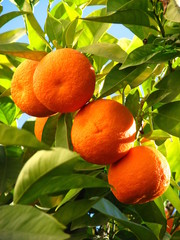 Oranges on a tree