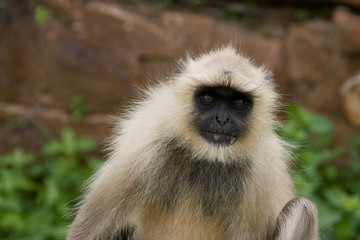 Sacred monkey in indian temple