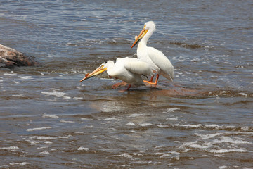 Fototapeta na wymiar Two Pelicans