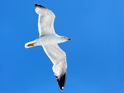The seagull
