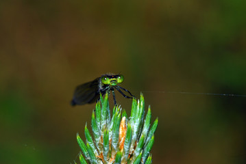 dragonfly