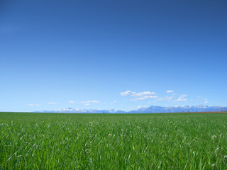 Meadow and blue sky