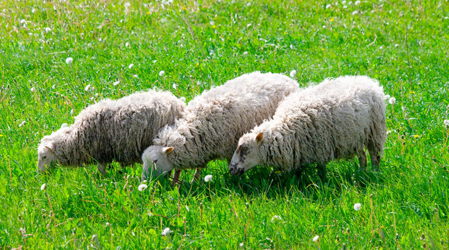 three dirty cheeps eat grass on meadow