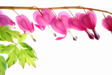 pink dicentra