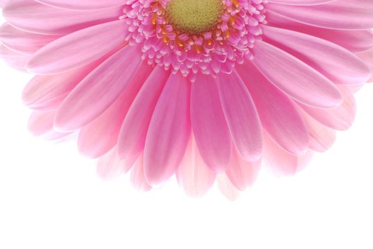 Fototapeta pink gerbera