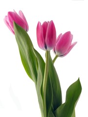 amaranthine tulips in posy