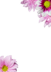 Obraz na płótnie Canvas Pink flowers frame.
