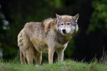 Photo sur Plexiglas Loup Loup des bois à l& 39 horizon
