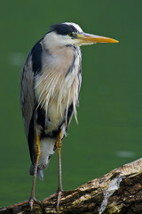 Grey Heron fishing at the waterside