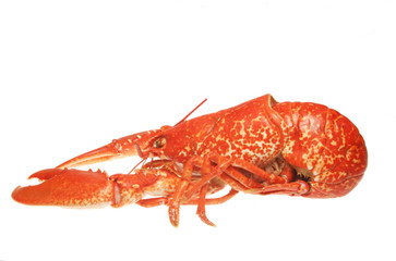 whole lobster