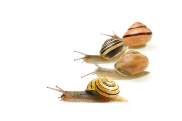 Snail Race