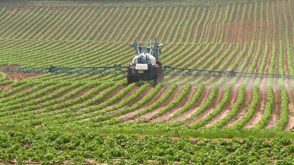 Traitement des ommes de terres