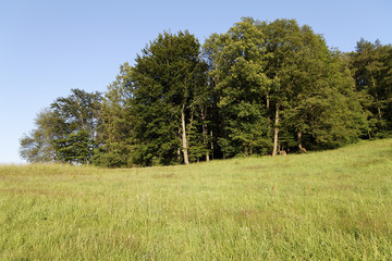 Waldlichtung im Sommer