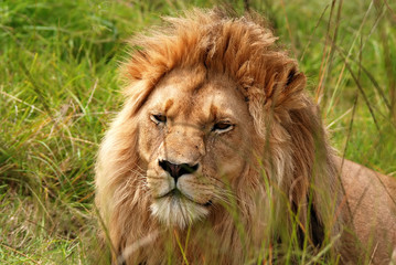 resting lion in savanna(South Africa)