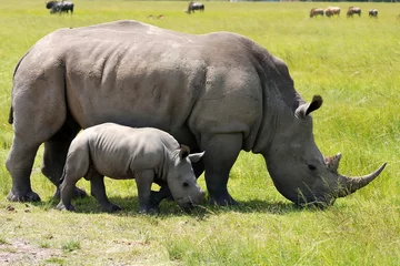 Fototapeten Nashorn white rhinoceros with 3 weeks calf  © gallas
