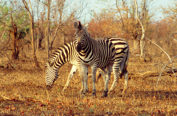 Fototapeta na wymiar zebres au krugger