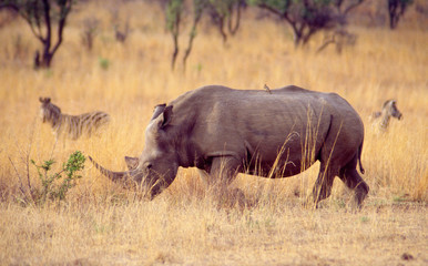 rhinoceros blanc au pilanesberg