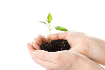 Transplant of a tree in female hands