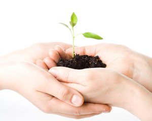 Transplant of a tree female and children's hands