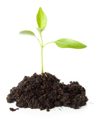 Transplant of a tree