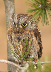 scops-owl 1