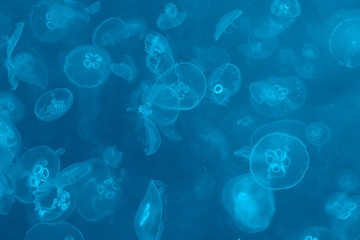 jellyfish background