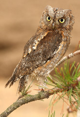 scops-owl 2