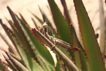 sauterelle dans un sisal