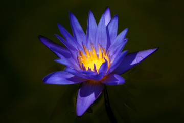 vivid purple water lily