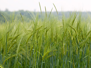 green rye with blurred background