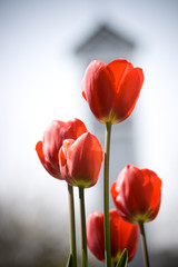 Tulips and a clocktower