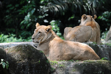 lionesses