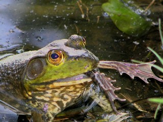 froglegs #2