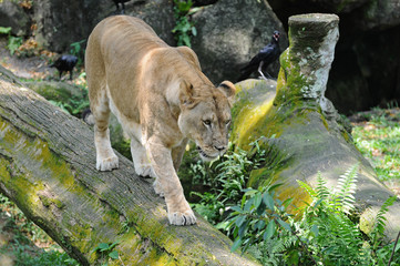 Lioness