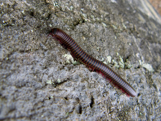 Black and red millipede