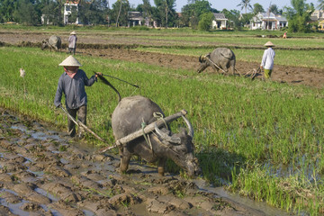 Agriculture traditionnelle avec boeuf dans une rizière au Vietnam