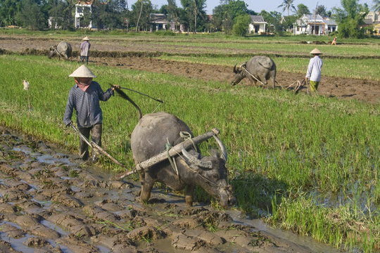 Agriculture traditionnelle avec boeuf dans une rizi&egrave;re au Vietnam