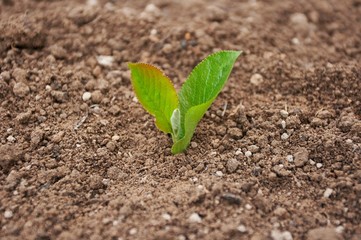 Plant in ground