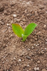 Plant in ground