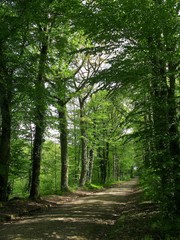 Allée forestière incitant à la promenade