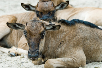  baby Blue wildebeest