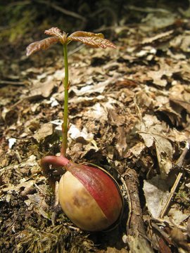 Germination d'un gland de ch&ecirc;ne