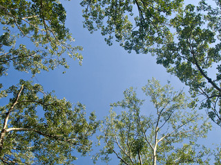 Fototapeta premium Tree branches