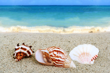 Seashells on beach
