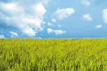 Fresh nature background