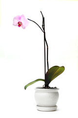 Fototapeta premium Orchid in flowerpot