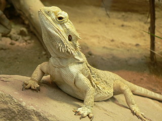 Bartagame 01