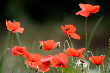 Coquelicots