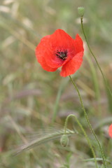 Obraz premium Coquelicot